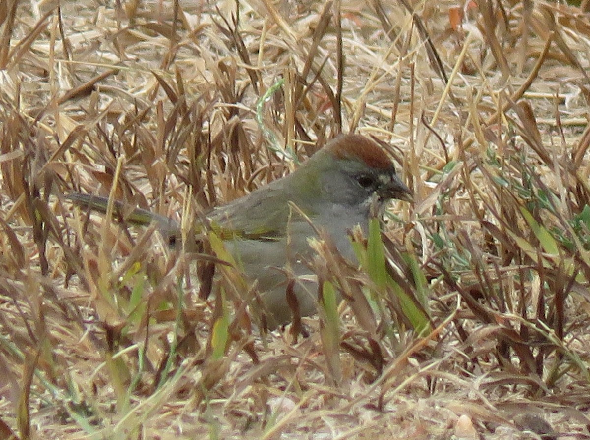 Green-tailed Towhee - ML261518621