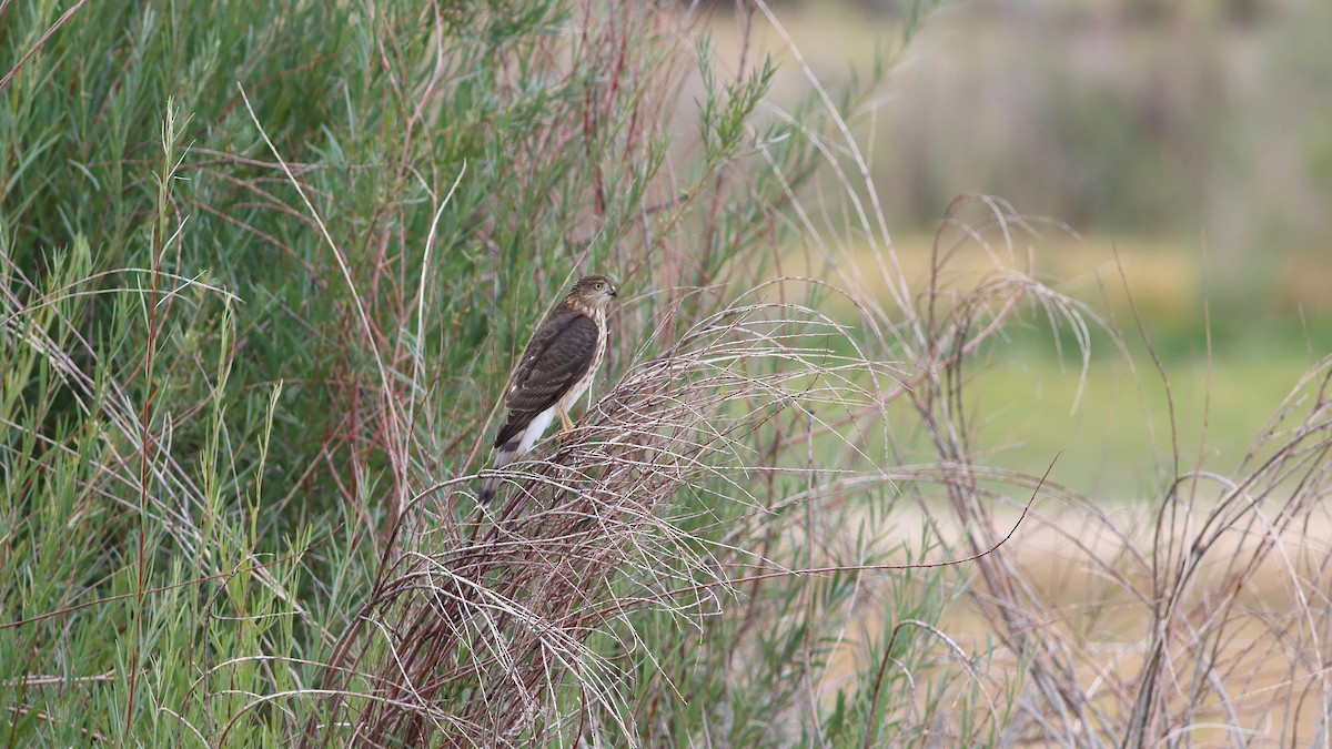 Sharp-shinned Hawk - ML261518831