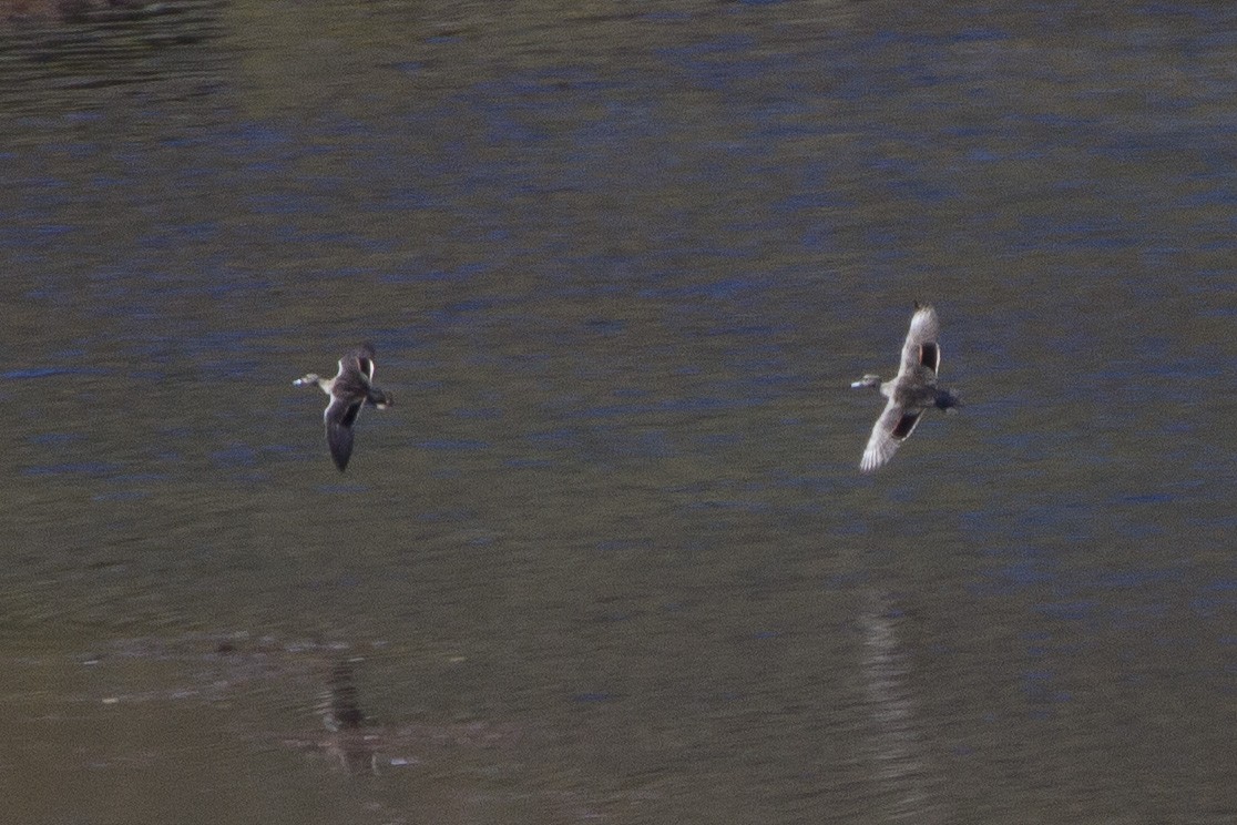 Andean Teal - ML26151901