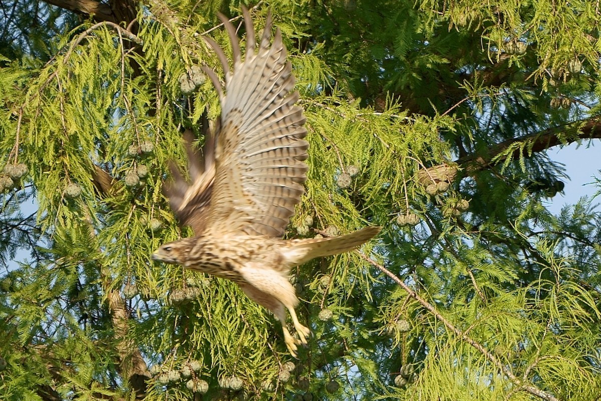 Red-shouldered Hawk - ML261519531