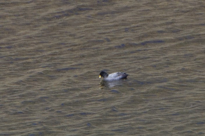 American Coot (Red-shielded) - ML26152011