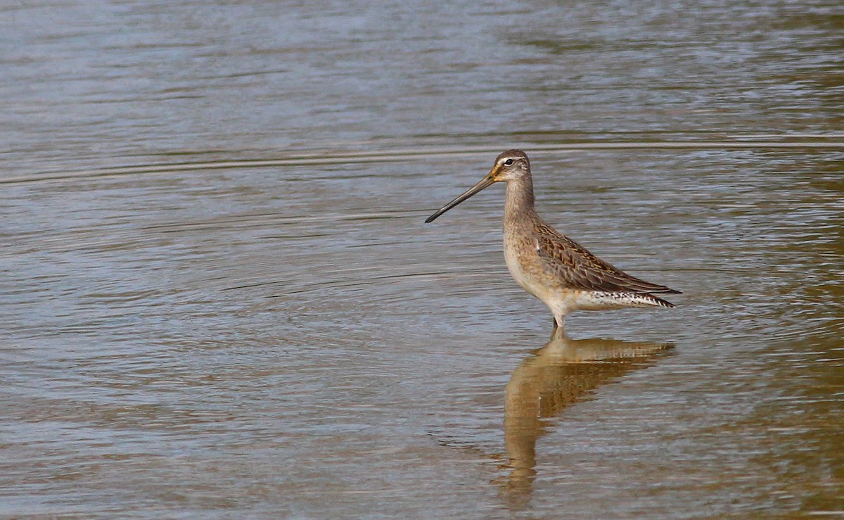 Long-billed Dowitcher - Charlotte Farrell