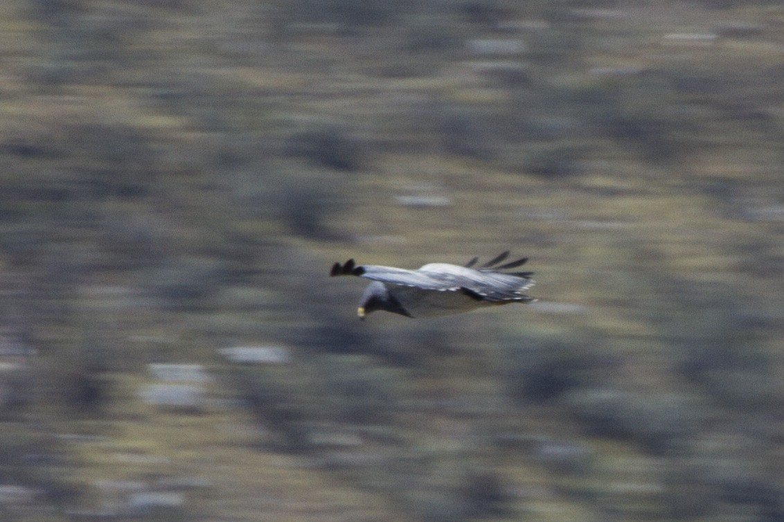 Black-chested Buzzard-Eagle - ML26152181