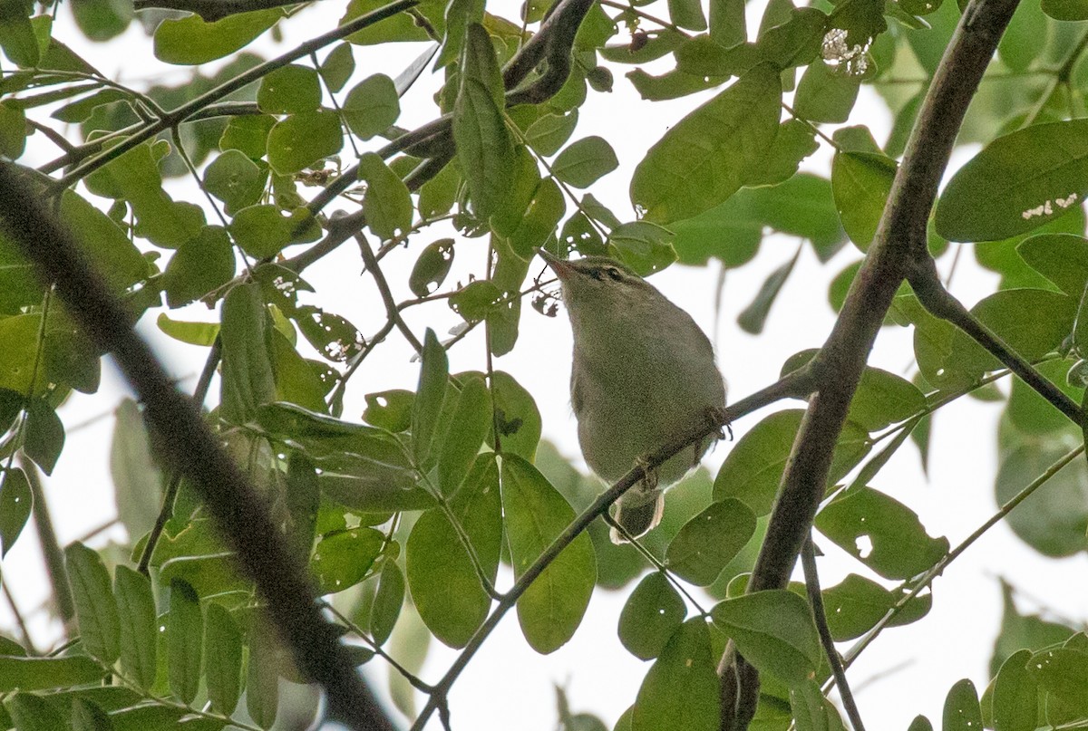 Arctic Warbler - ML261522371