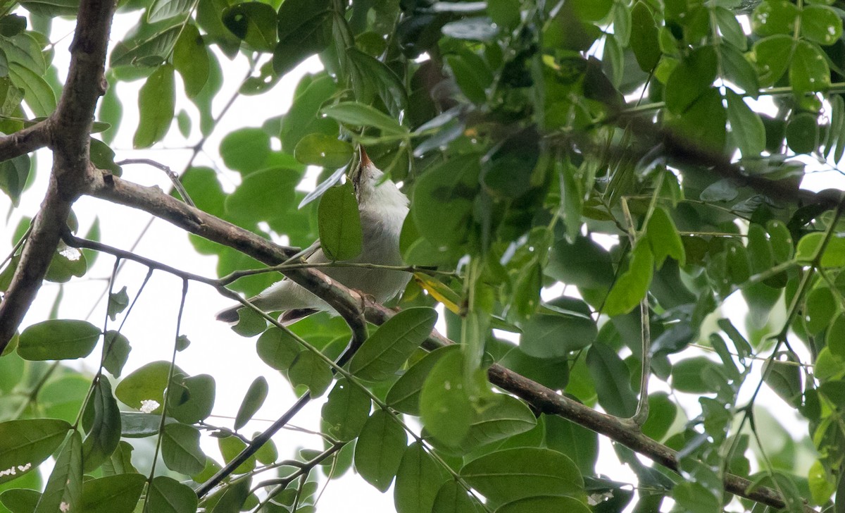 Arctic Warbler - ML261522391