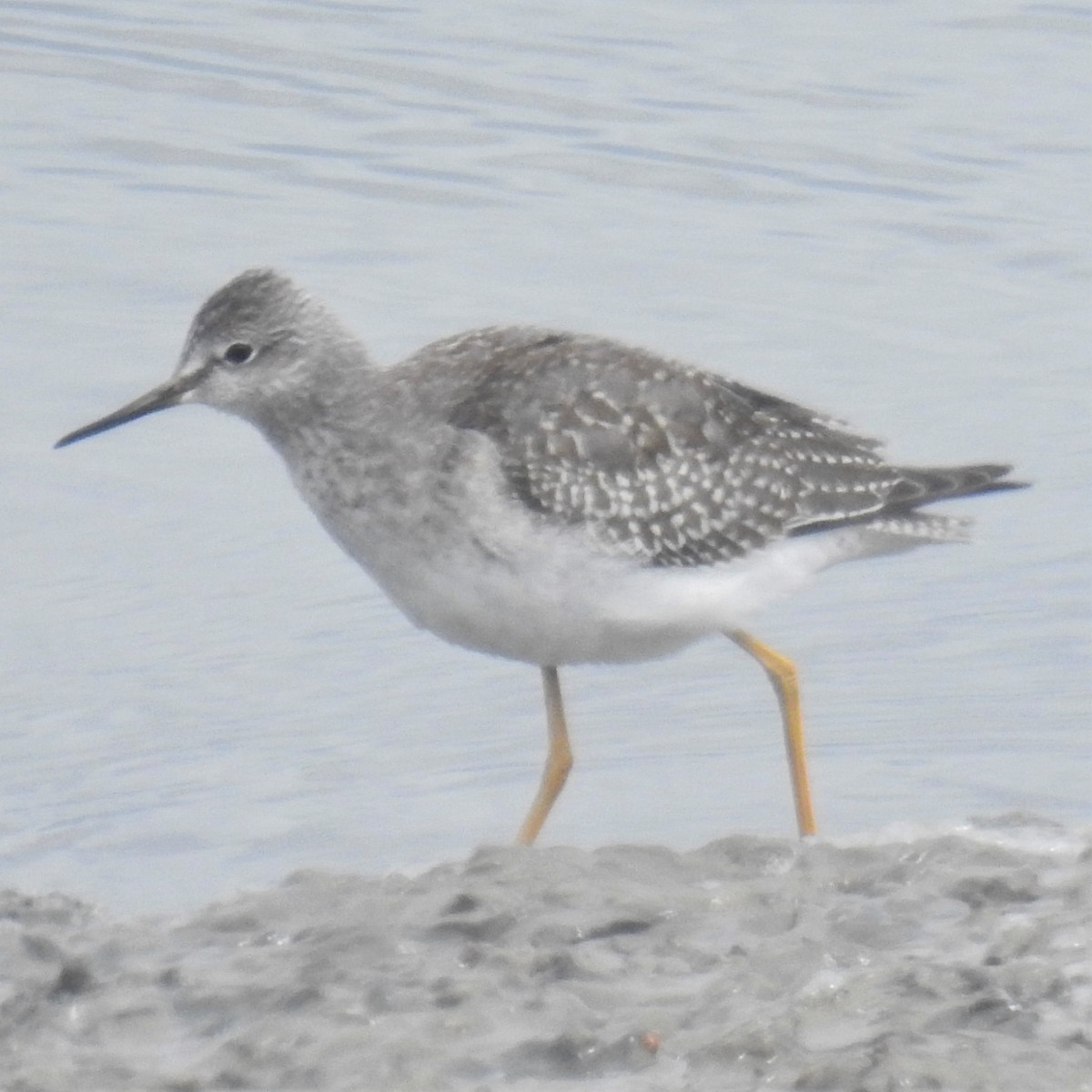 Lesser Yellowlegs - ML261522771