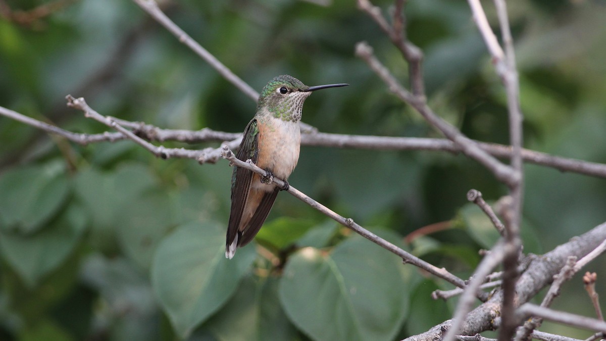 Broad-tailed Hummingbird - Eric Hynes