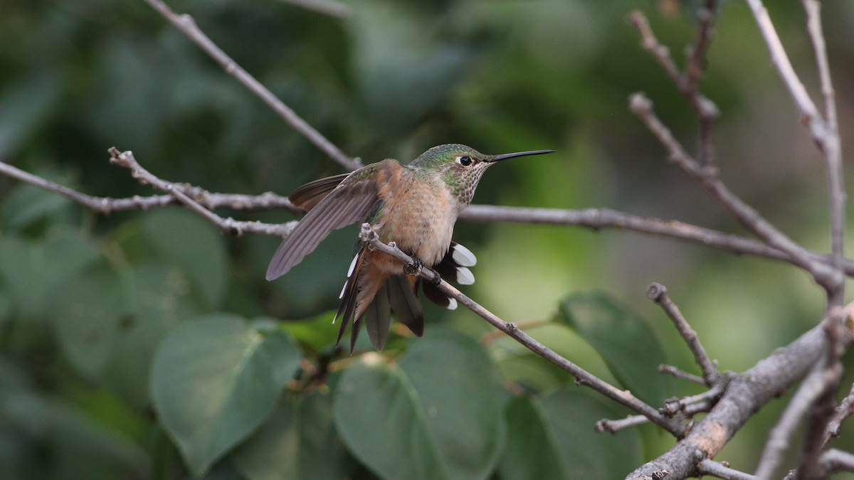 Colibri à queue large - ML261523811