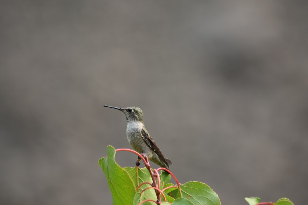 Anna's Hummingbird - ML261525571