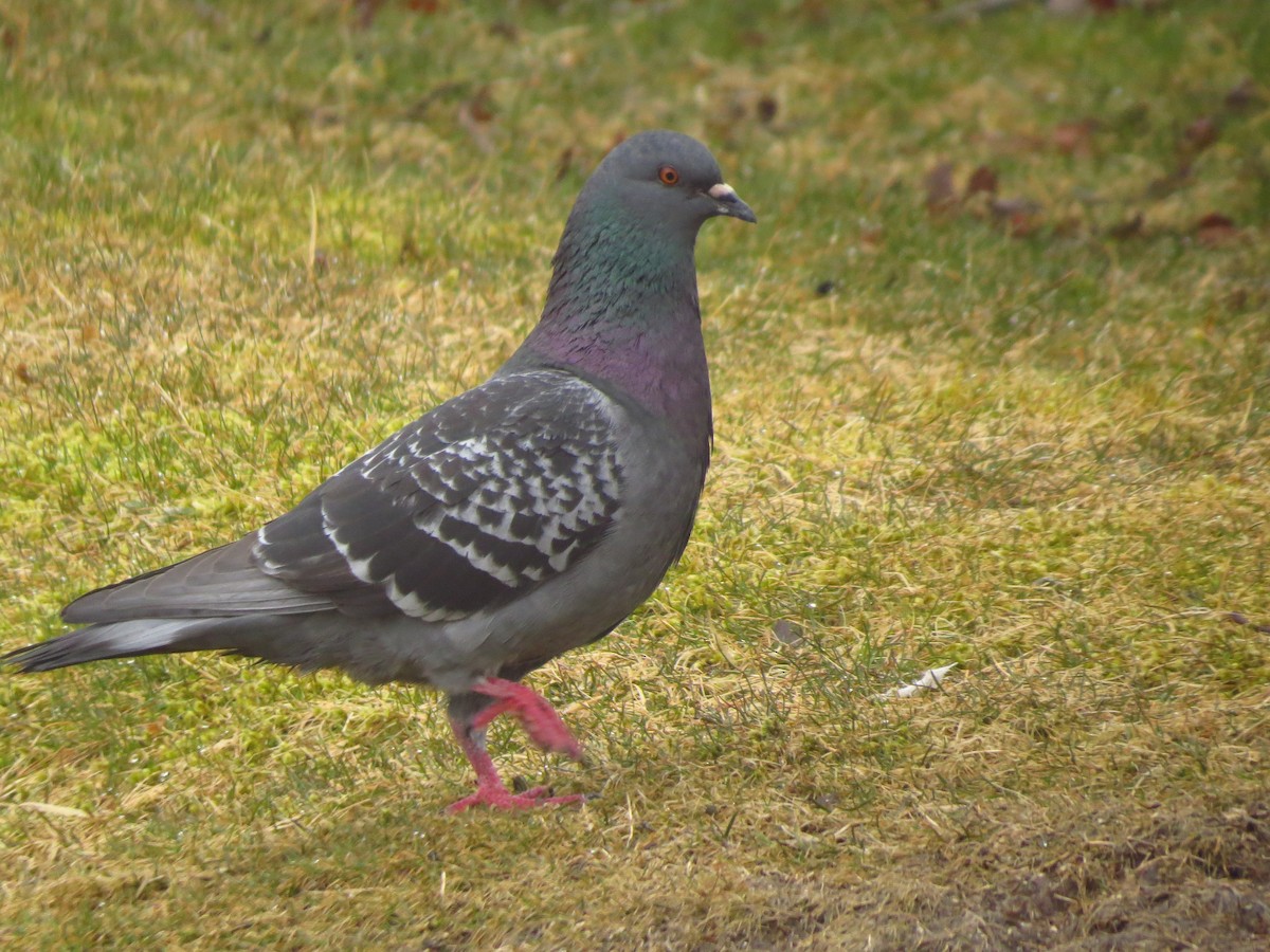 Rock Pigeon (Feral Pigeon) - Andy de Champlain