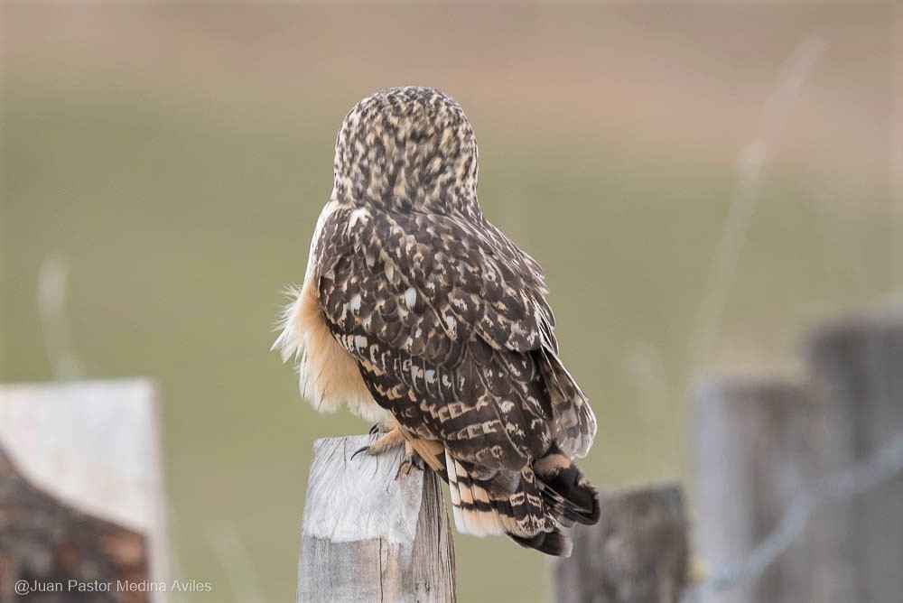 Short-eared Owl - ML261530901