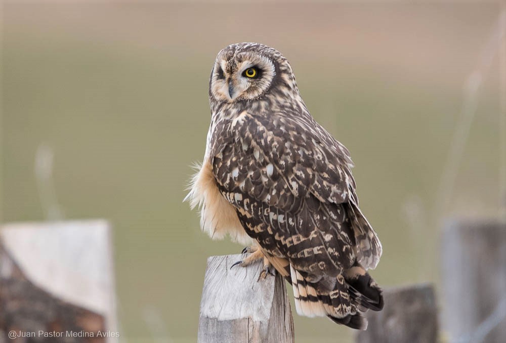 Short-eared Owl - Juan Pastor Medina Avilés