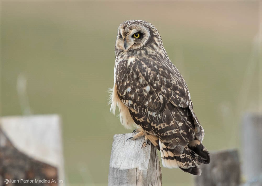 Short-eared Owl - ML261530981