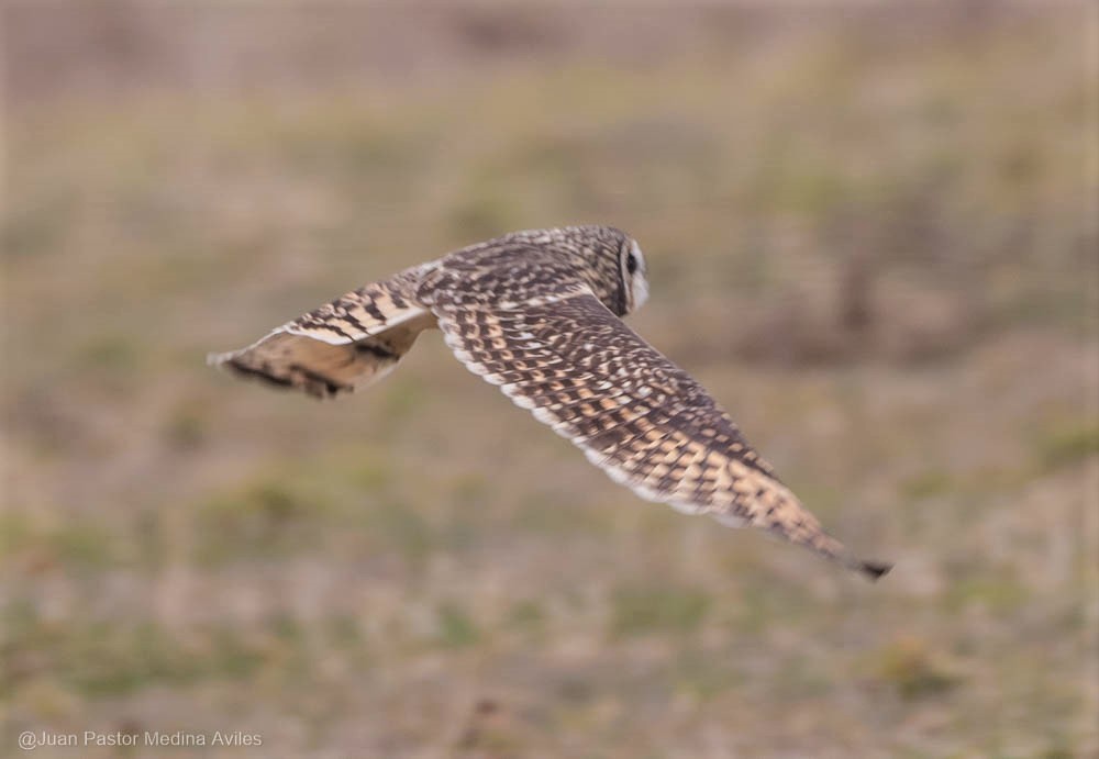 Short-eared Owl - ML261531041