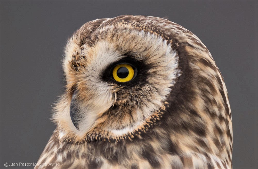 Short-eared Owl - ML261531091