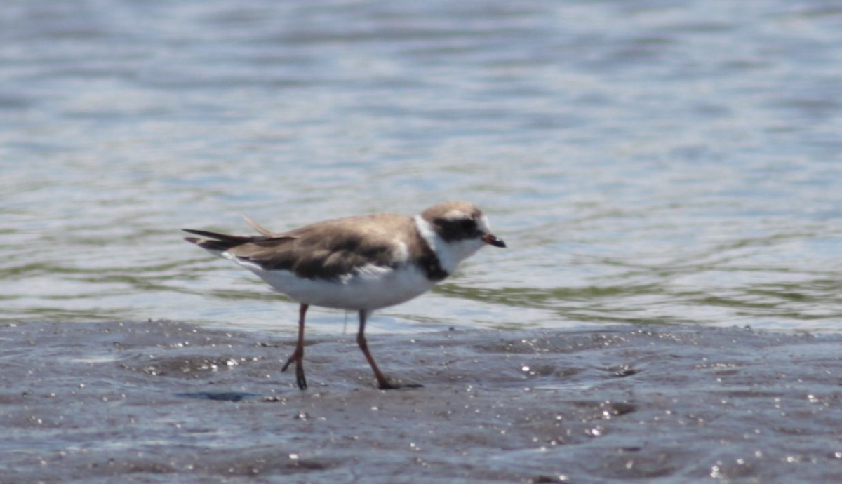 Semipalmated Plover - ML261533581