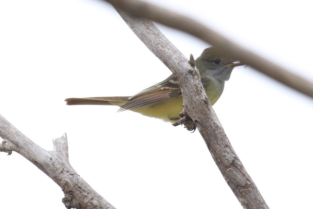 Great Crested Flycatcher - ML261534731