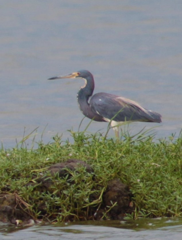 Tricolored Heron - ML261535731