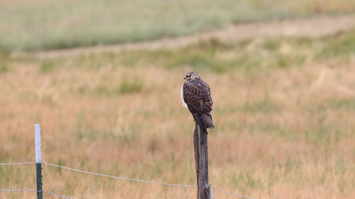 Swainson's Hawk - ML261537261