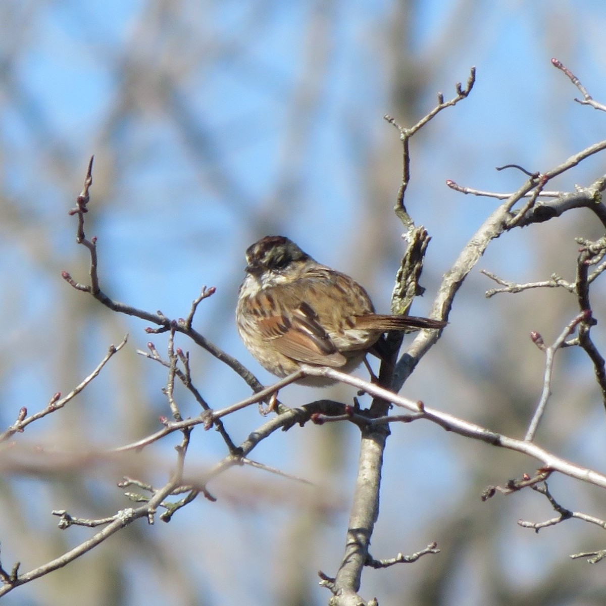 Swamp Sparrow - Ann Haverstock