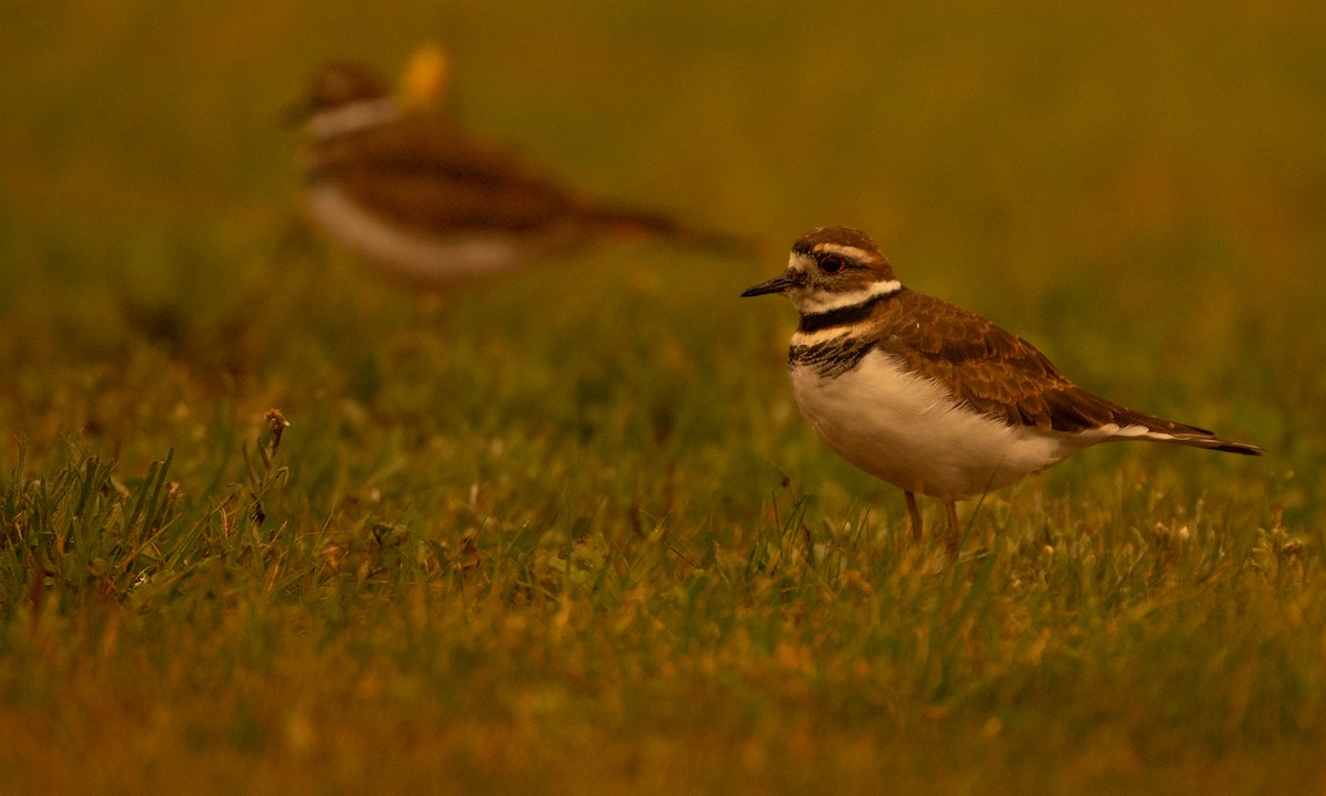 Killdeer - ML261539781