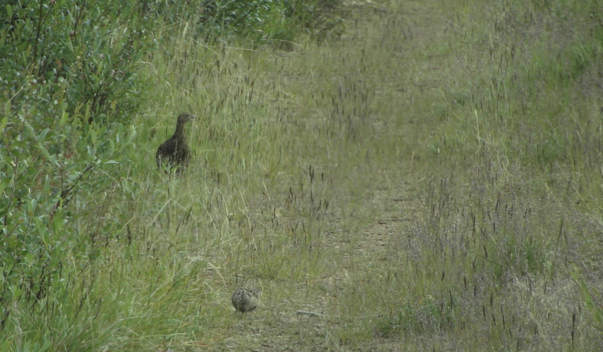 Willow Ptarmigan - T A