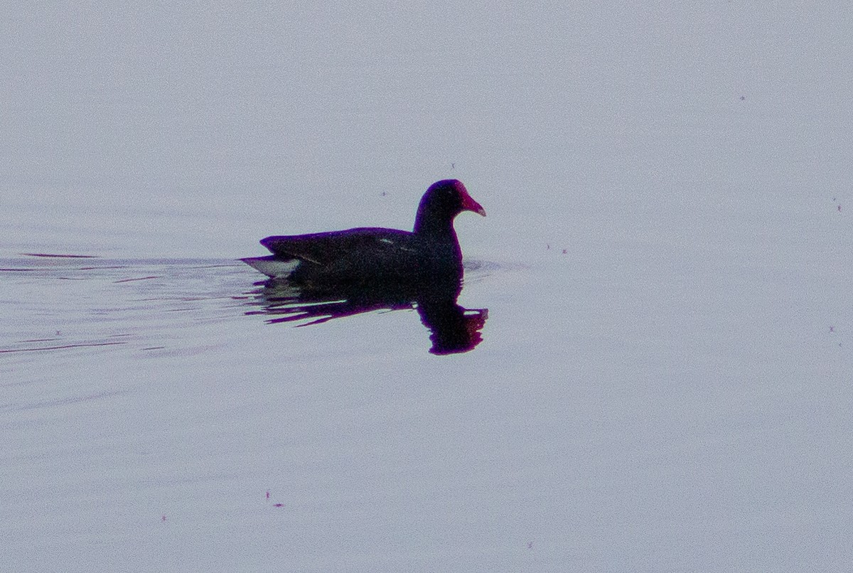 Gallinule d'Amérique - ML261540501