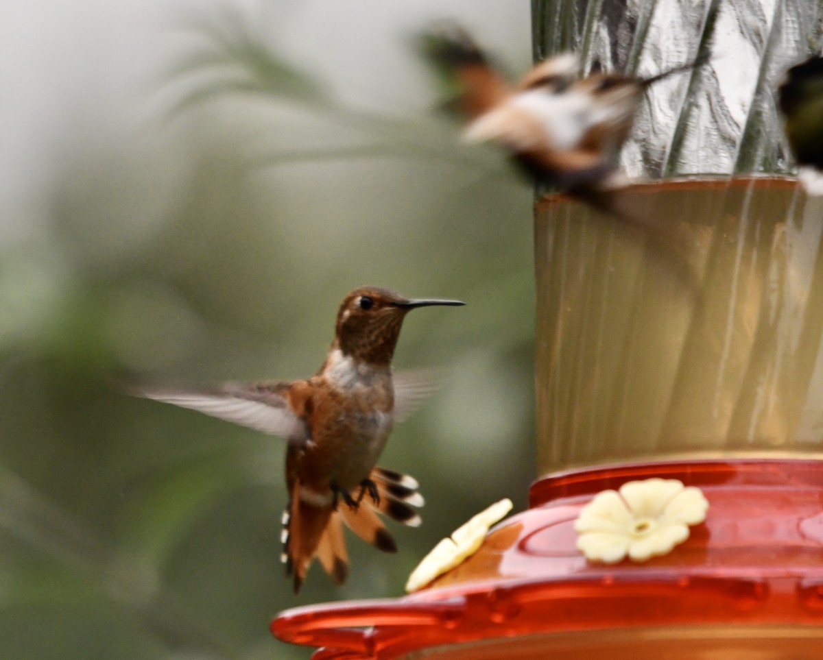 Rufous Hummingbird - ML261541471