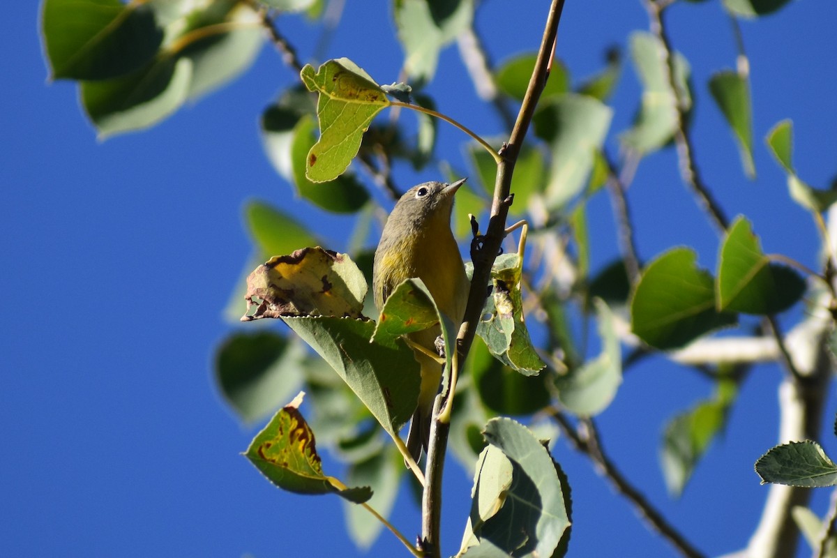 Nashville Warbler - ML261542381