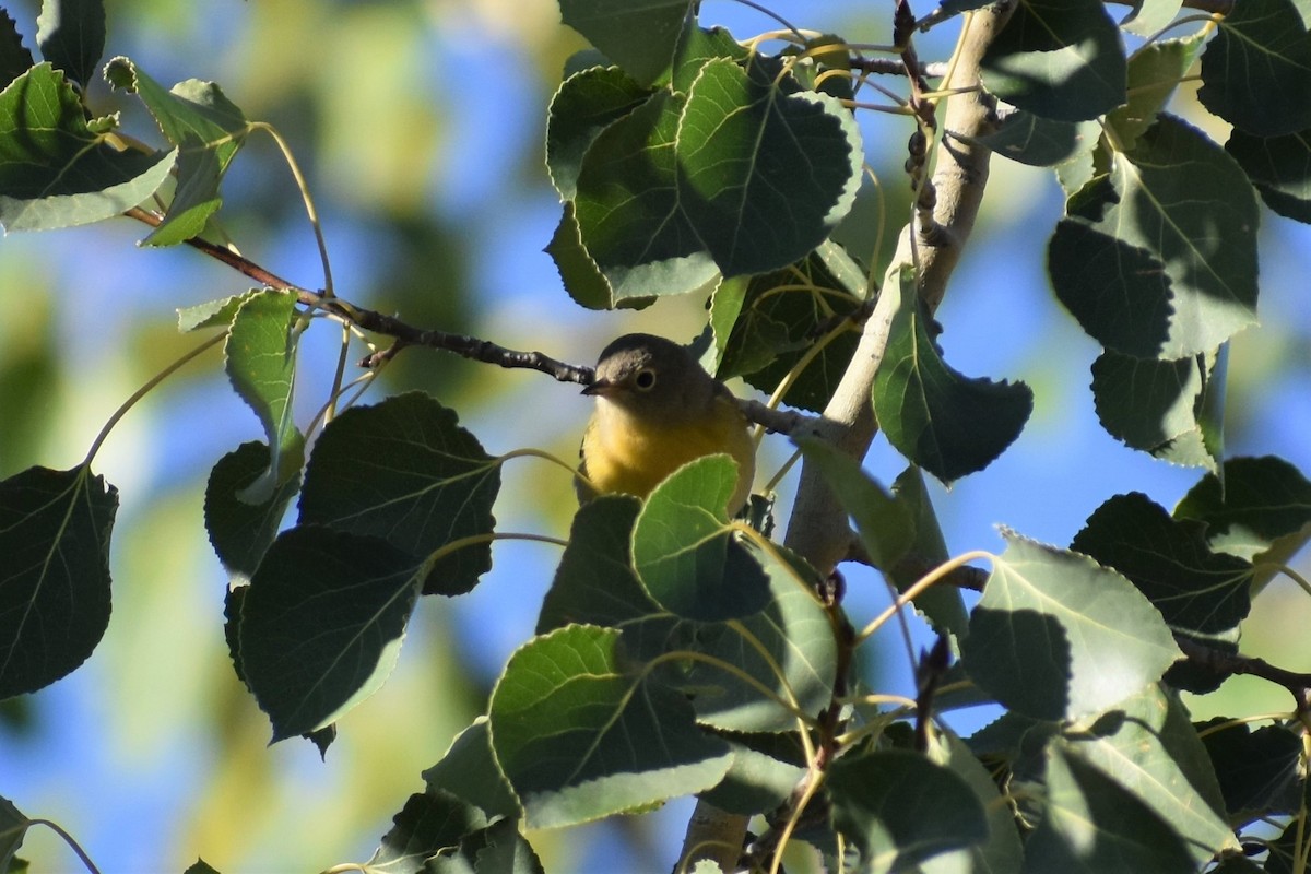 Nashville Warbler - ML261542421