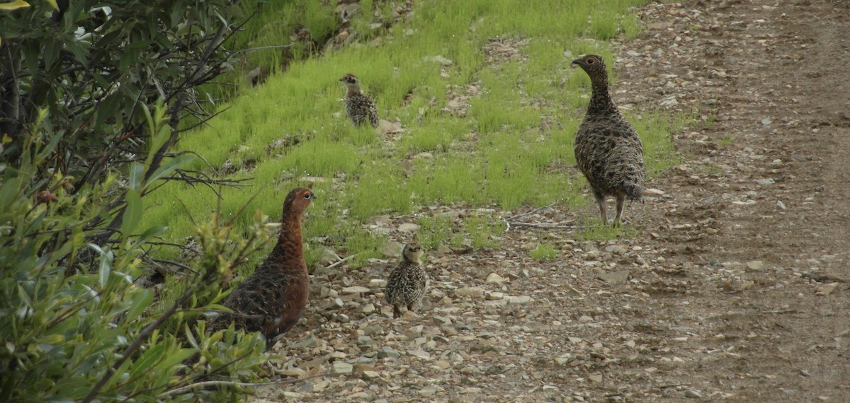 Willow Ptarmigan - ML261543771