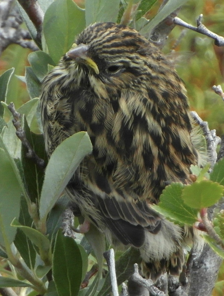 Passerellidae sp. (sparrow sp.) - ML261544481