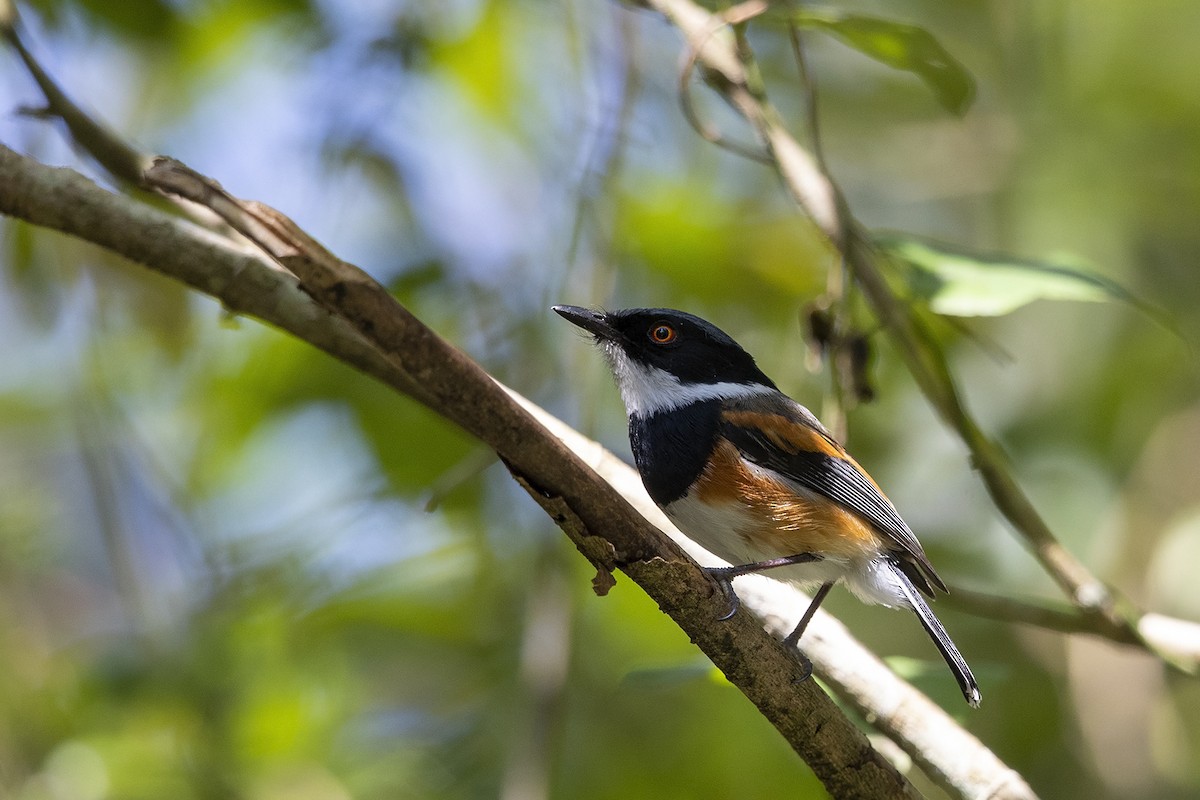 Cape Batis (Gray-mantled) - ML261547111