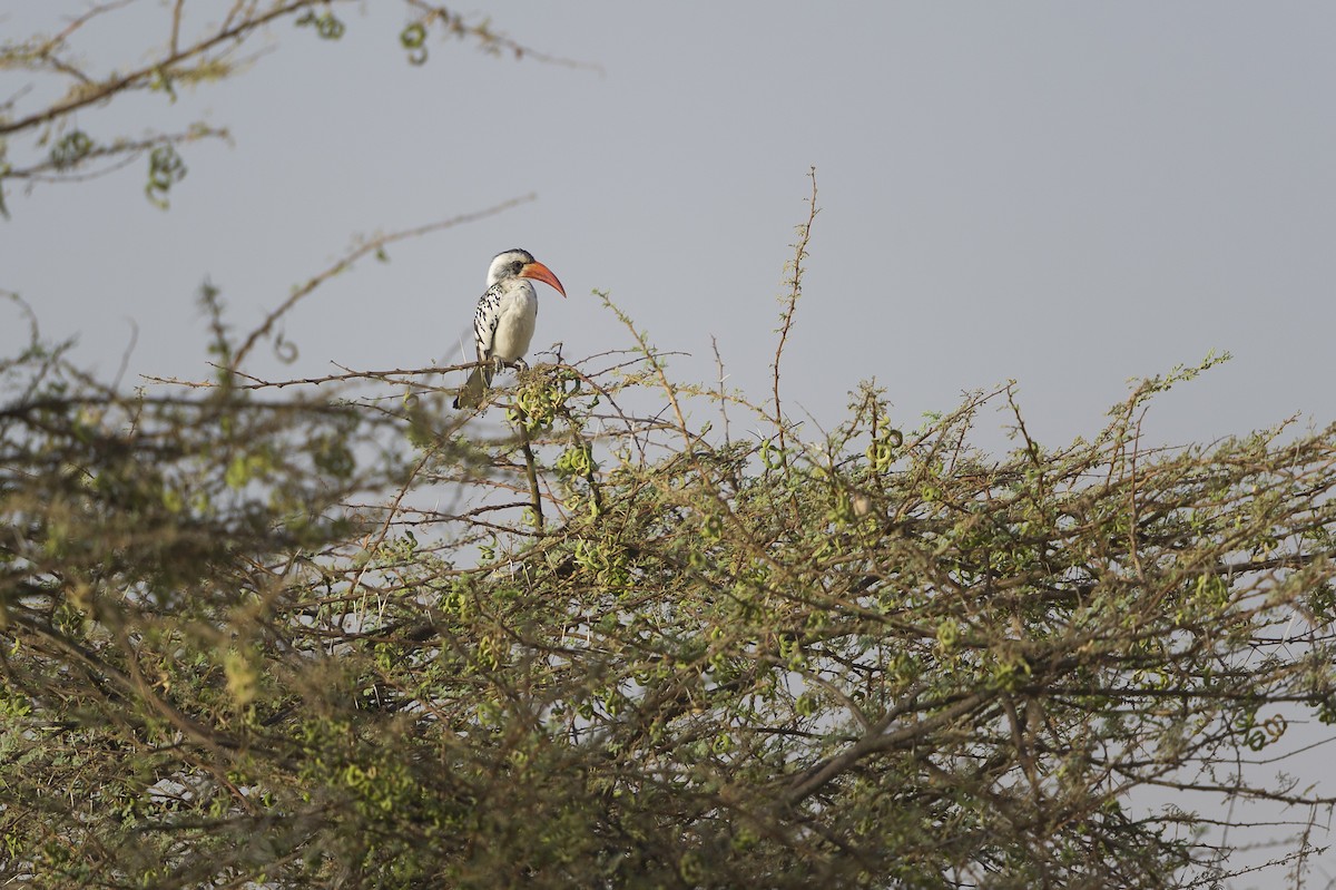 Western Red-billed Hornbill - Jérémy Calvo