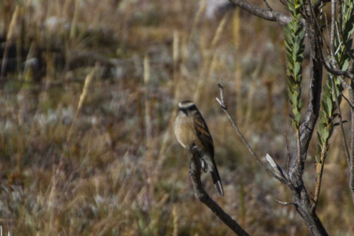 Brown-backed Chat-Tyrant - ML26154761