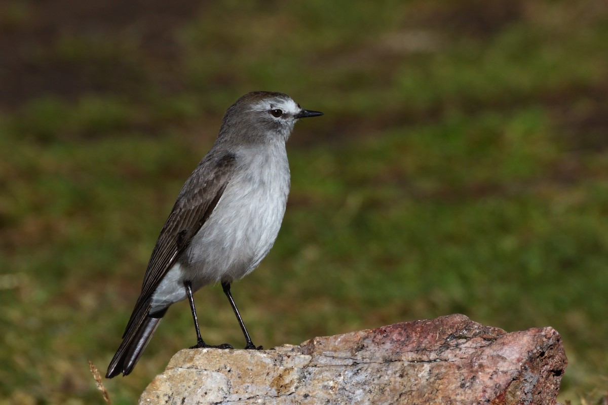 Plain-capped Ground-Tyrant - ML26154781