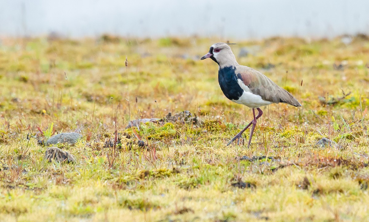 Southern Lapwing - David Monroy Rengifo