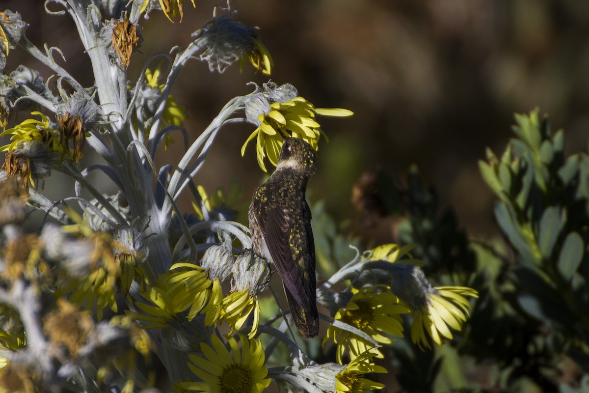 Green-bearded Helmetcrest - ML26154871