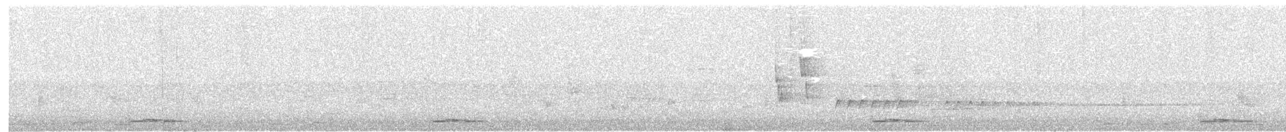 holoubek proužkokrký - ML261549071