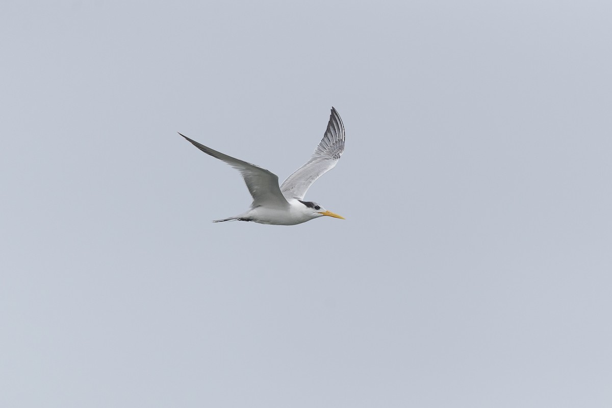Lesser Crested Tern - ML261549081