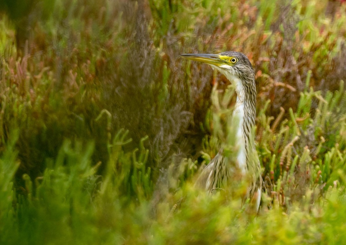 Squacco Heron - Toni Ferrer