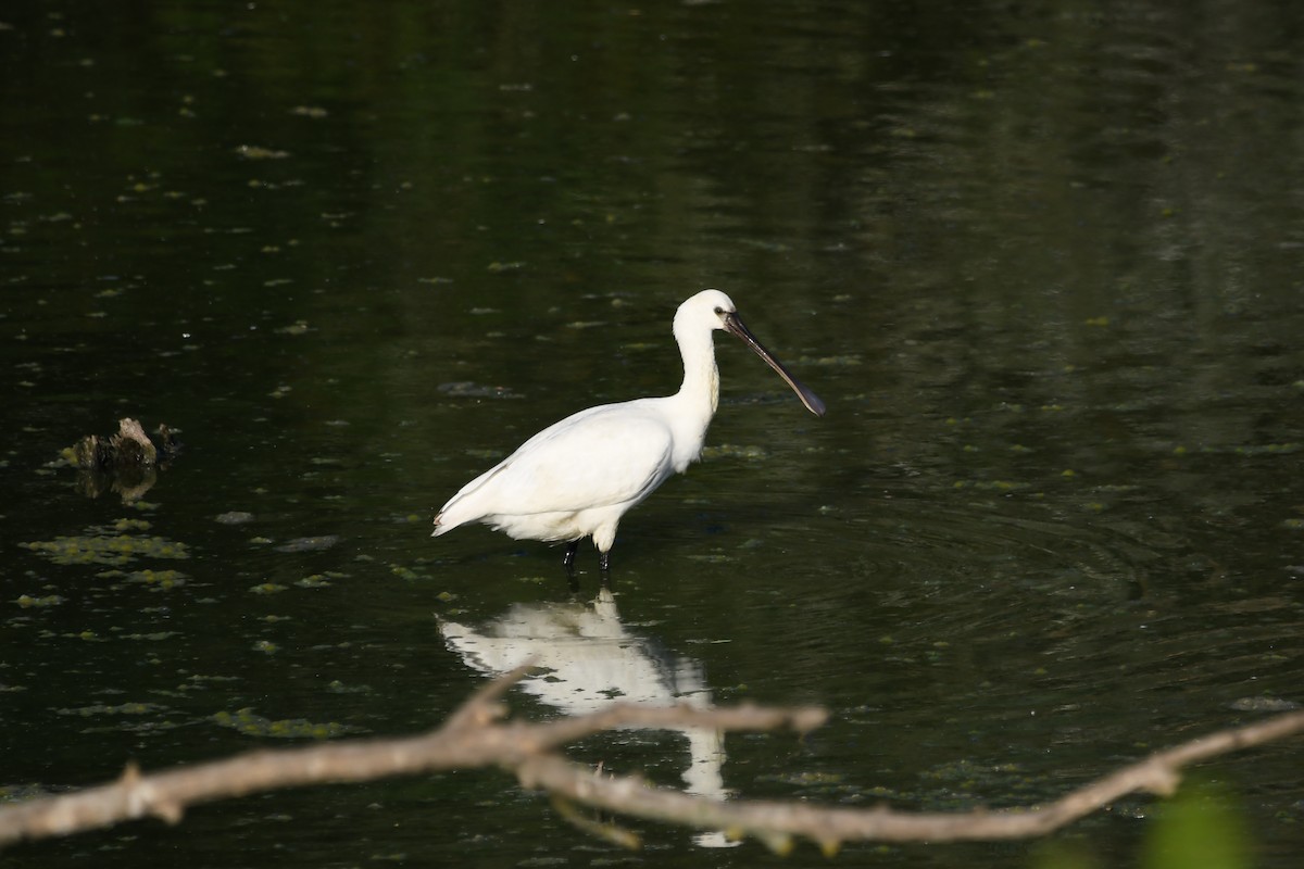 Eurasian Spoonbill - Василий Калиниченко