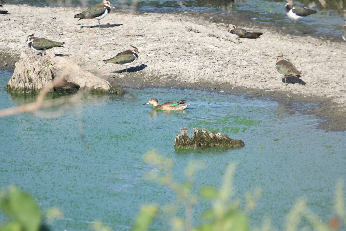 Green-winged Teal - Василий Калиниченко