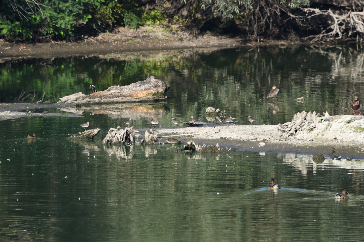 Wood Sandpiper - Василий Калиниченко