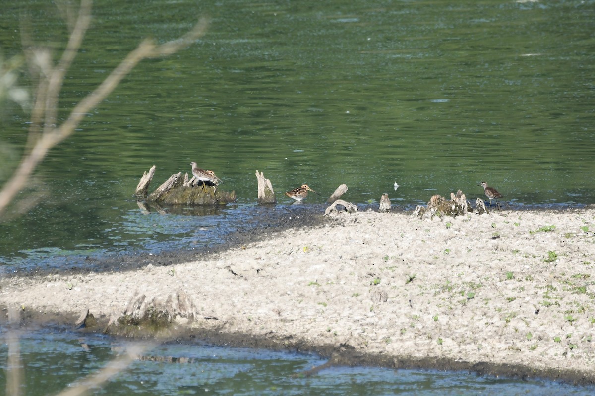 Common Snipe - ML261553981