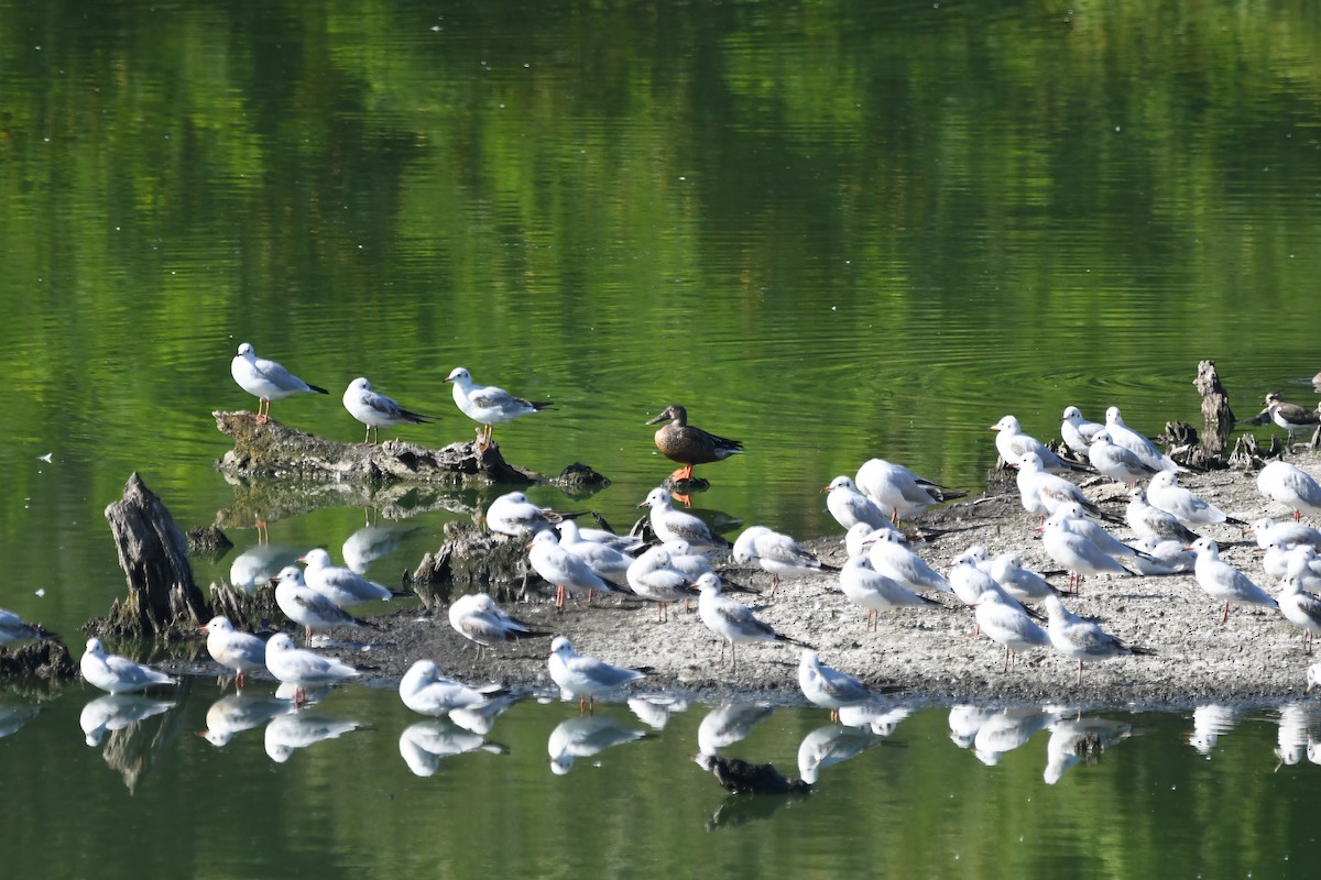 Northern Shoveler - ML261554231