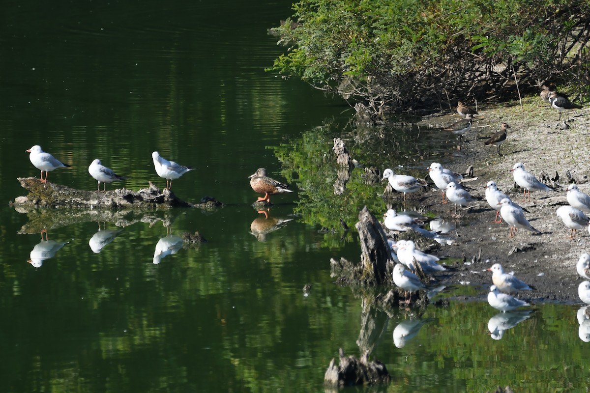 Northern Shoveler - ML261554251