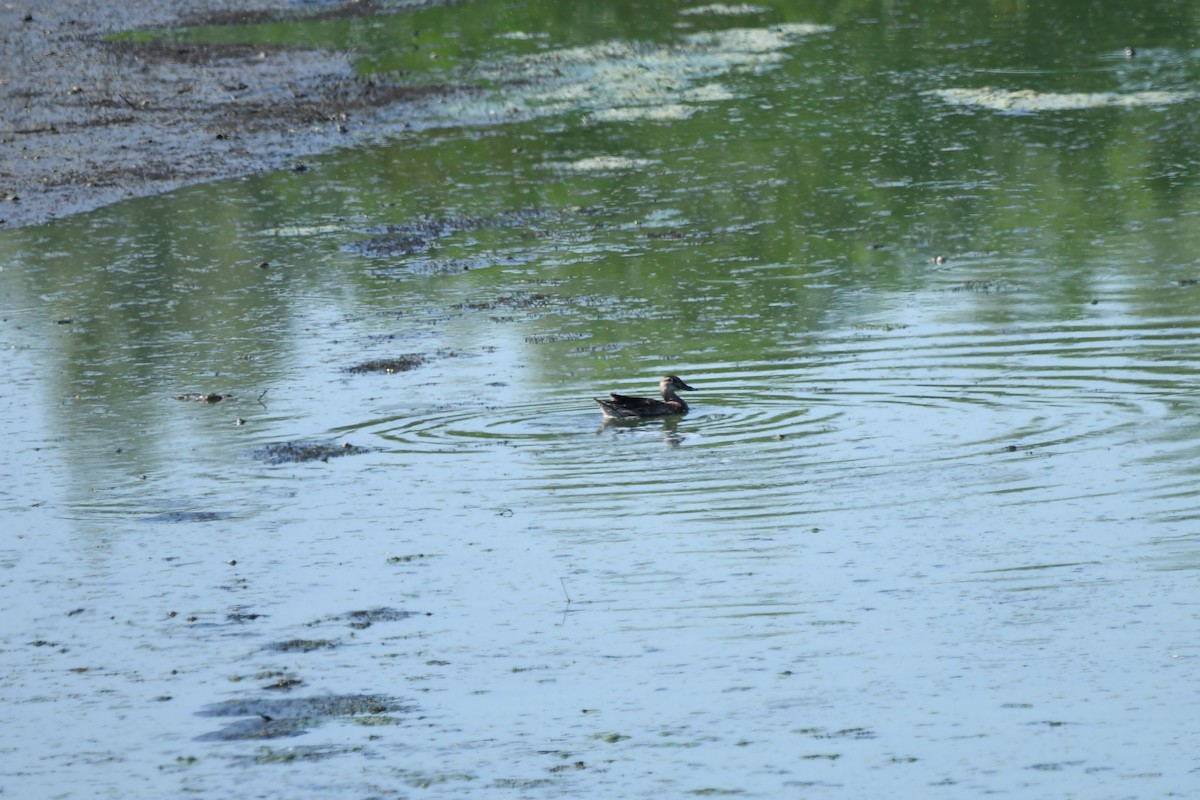 Garganey - ML261554271