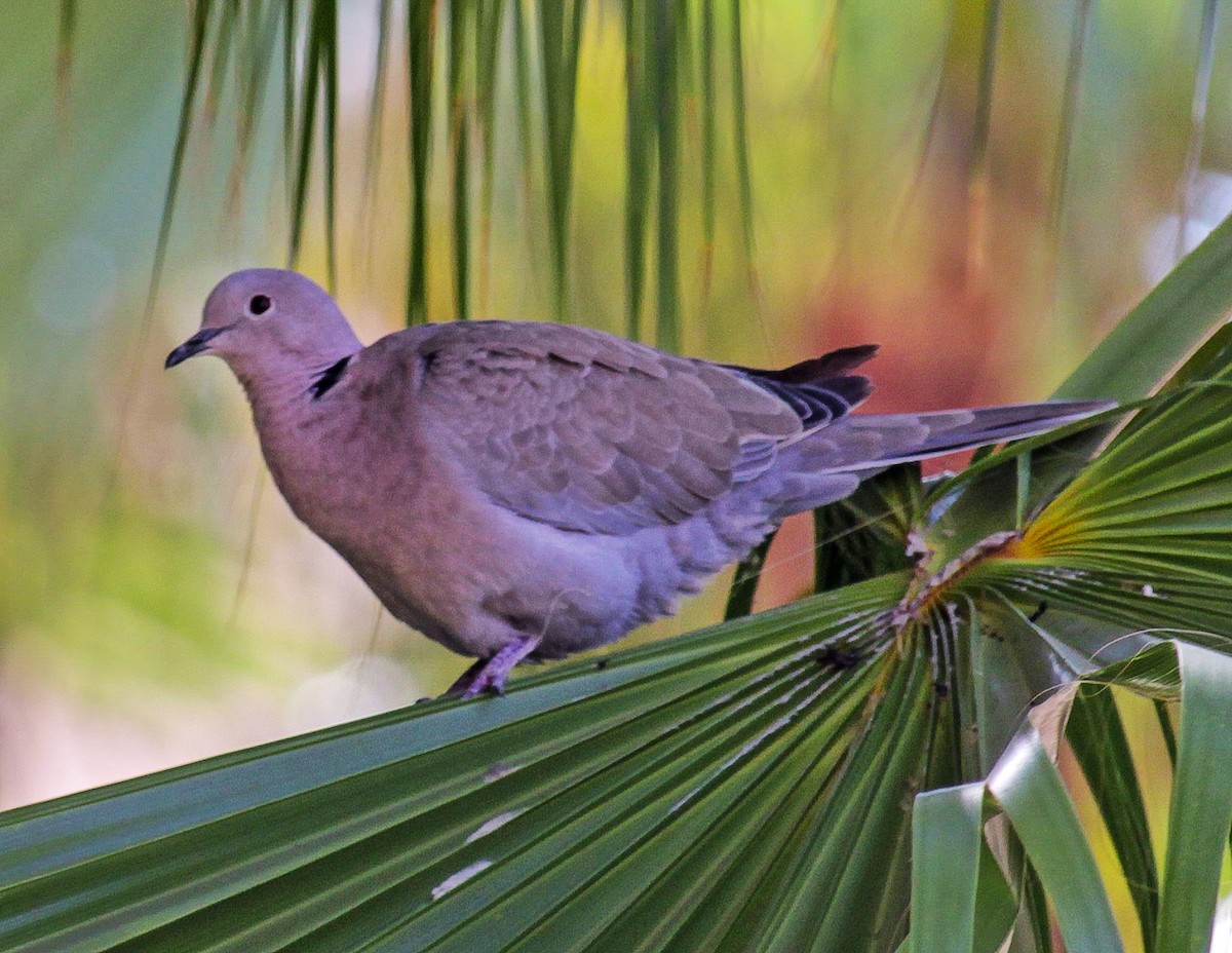 Eurasian Collared-Dove - ML261555161