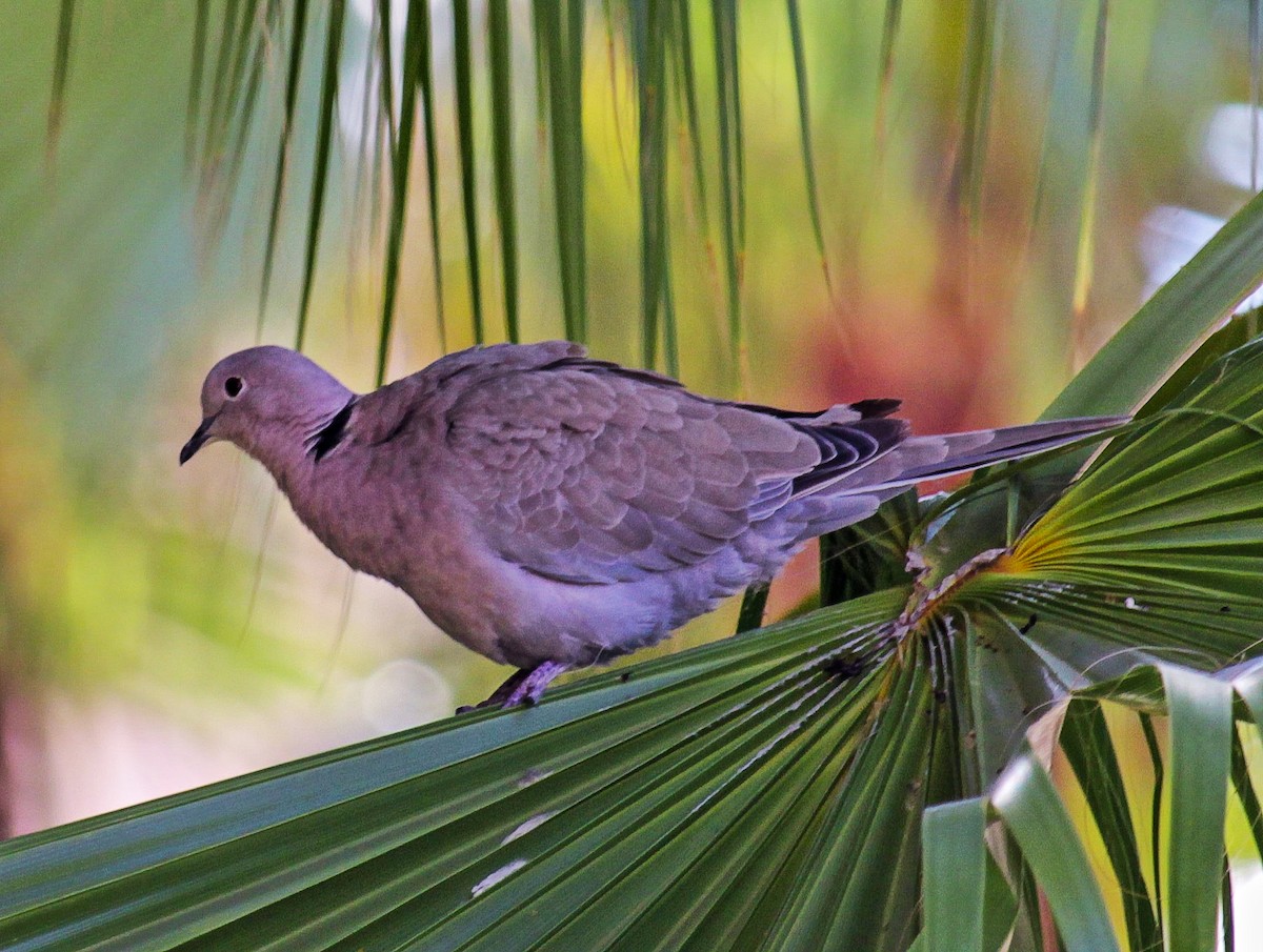 Eurasian Collared-Dove - ML261555171